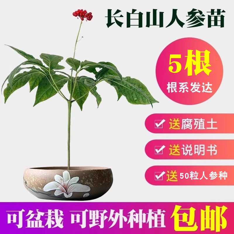 长白山脉鲜人参可种植盆栽带土可煲汤包邮
