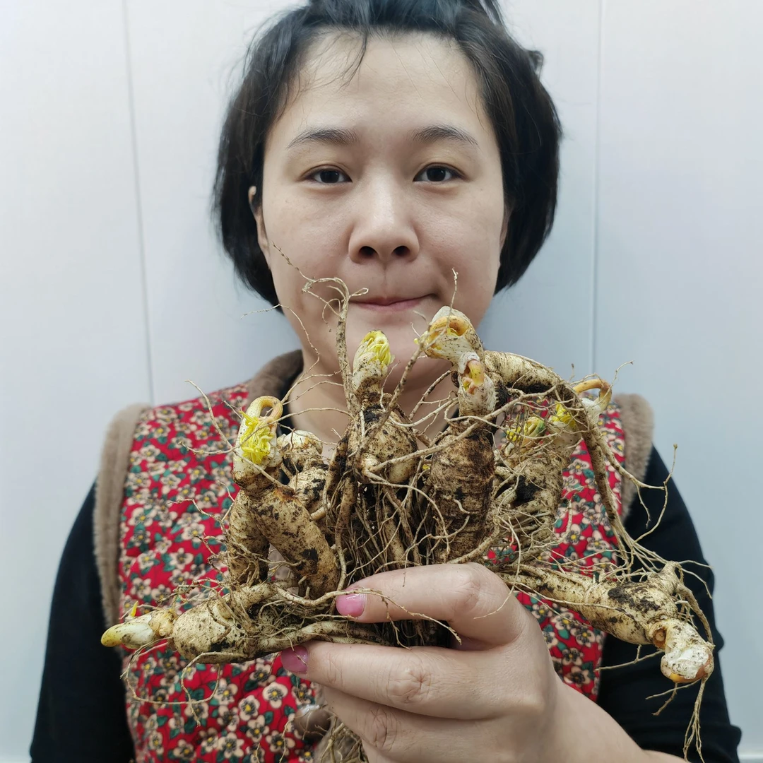 新鲜长白山脉人参(分叉参)