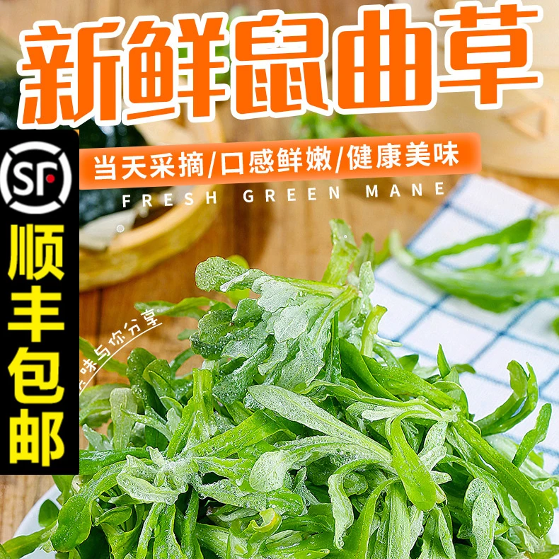 顺丰包邮新鲜野生鼠曲草清明草现摘翠绿健康美味传统鲜嫩食用