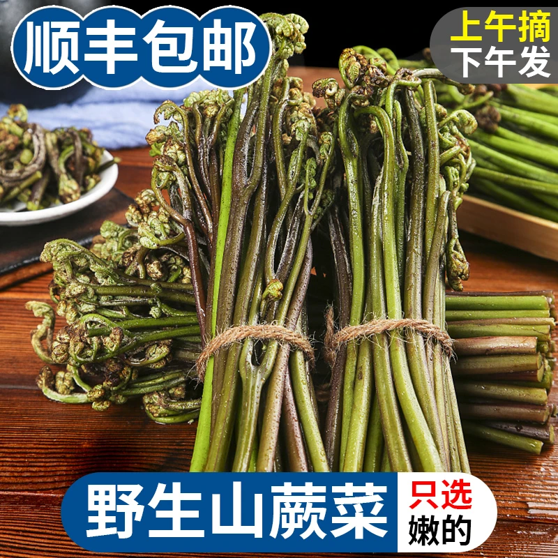 顺丰包邮1.5斤起江西清香新鲜野生山蕨菜脆嫩鲜美鲜香美味多汁