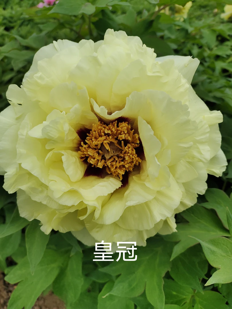 【黄冠】黄色精品观赏牡丹