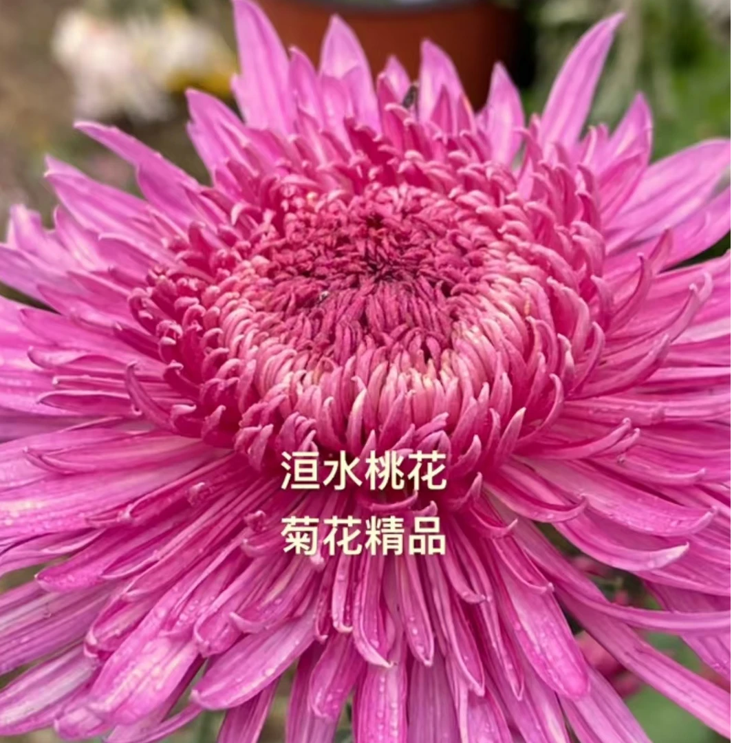 【洹水桃花-大苗】大菊花盆栽花卉耐热寒好养活
