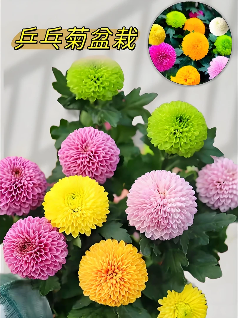 精美盆栽（乒乓菊）花卉绿植阳台庭院家庭耐寒易成活