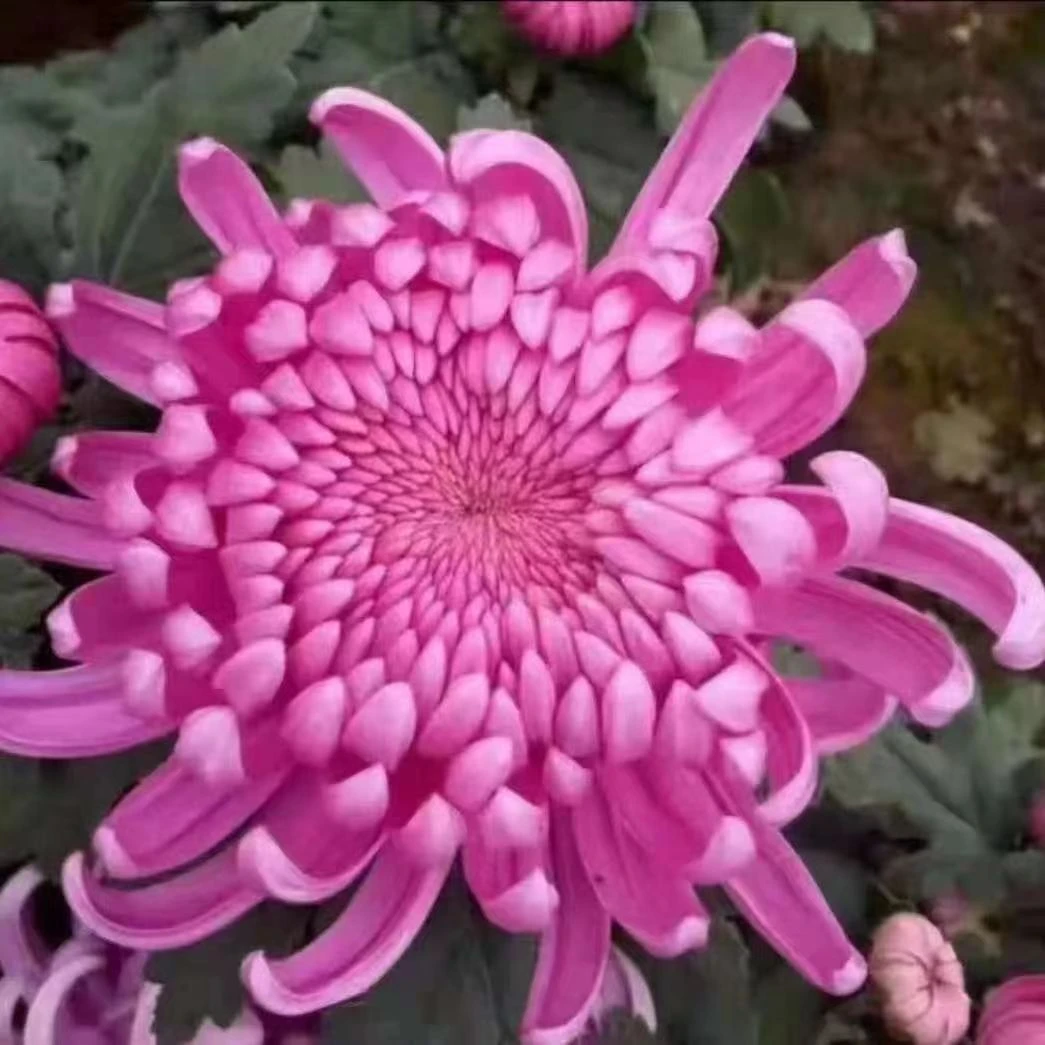 九月大花（陶然醉）花卉绿植阳台庭院家庭耐寒易成活