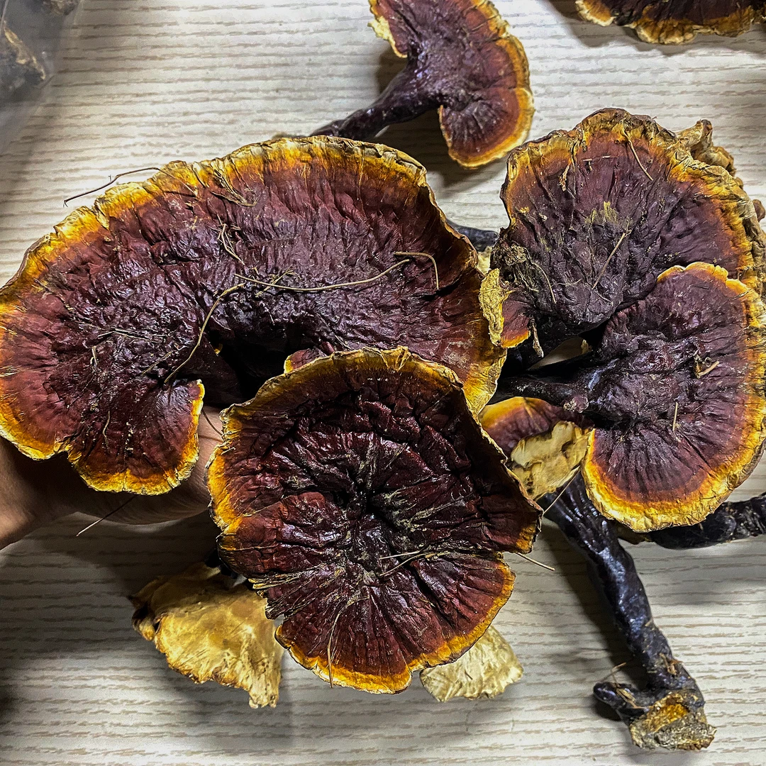 高山高原 白肉灵芝 高海拔 原生态 干货灵芝整株 配枸杞煲汤