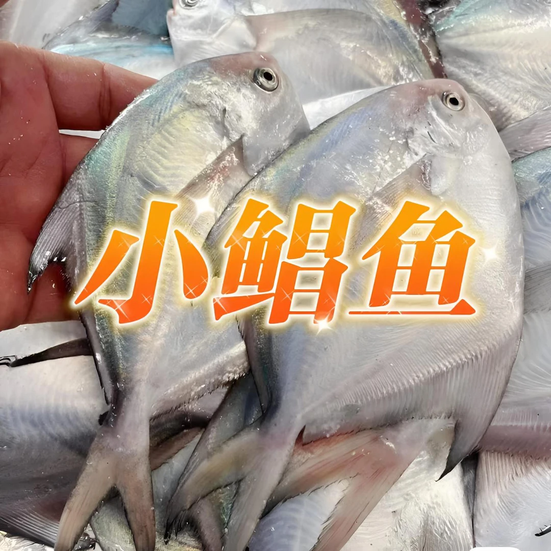 吕四渔港发货   小银鲳鱼