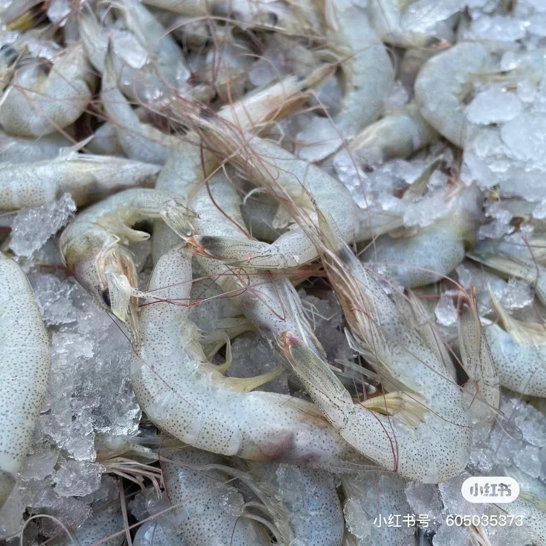 吕四渔港    白虾 羊毛虾   500/盒 有掉头 统货无杂质