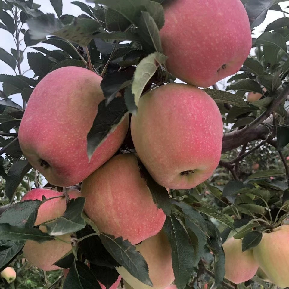 中秋王富士苹果现摘10斤装水果新鲜孕妇脆甜现摘现发馈赠礼盒