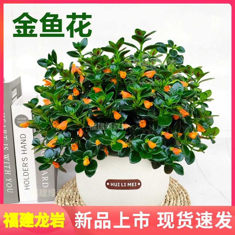金鱼吊兰盆栽花卉四季观花植物日常办公桌吸甲醛绿植阳台盆景好养