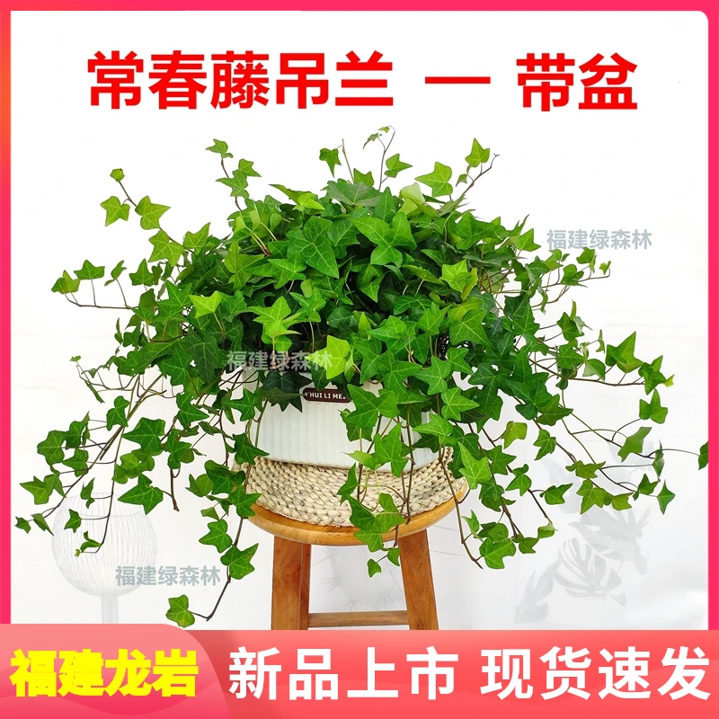 雅雯盆常春藤垂吊爬藤植物室内绿植净化空气盆栽苗办公桌四季常青