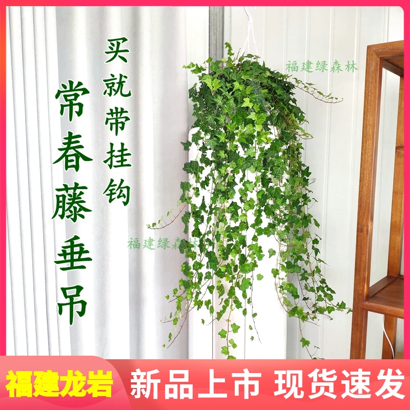挂钩常春藤垂吊爬藤室内卧室净化空气盆栽办公桌好养四季常青