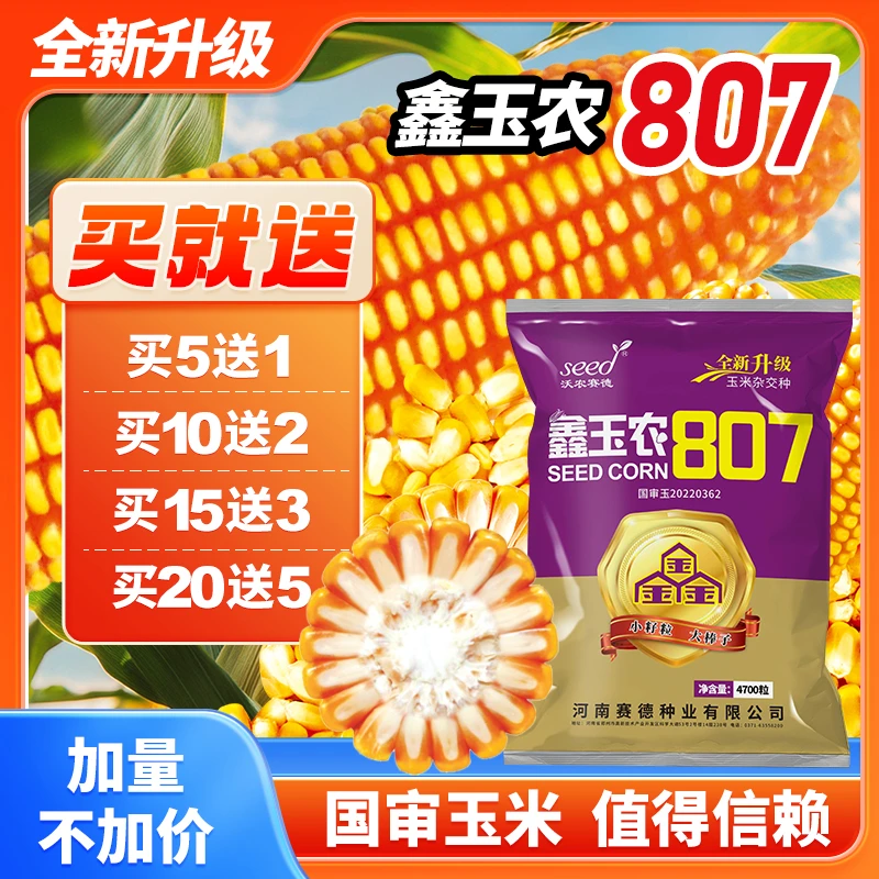 【鑫玉农807】国审高产玉米种抗病抗倒耐高温稳产高产玉米种子矮杆