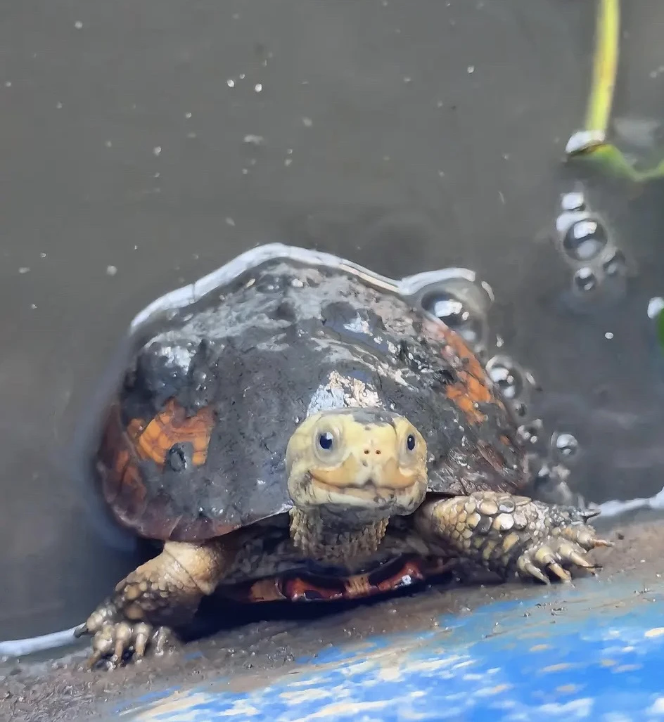 乌龟小青龟三黄小青龟乌龟