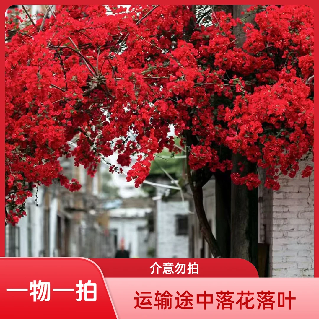 彩色三角梅捡漏  直播间一物一拍（运输途中 落花落叶 介意勿拍）