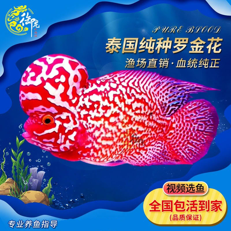 泰国进口精品金花罗汉鱼观赏鱼亚成 成鱼爆头火凤凰幻彩泰金古典