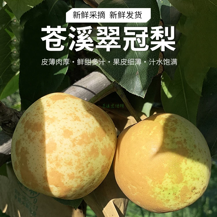 小敏专属净重9斤大果整箱约10斤苍溪当季新鲜水果现摘黄皮翠冠梨