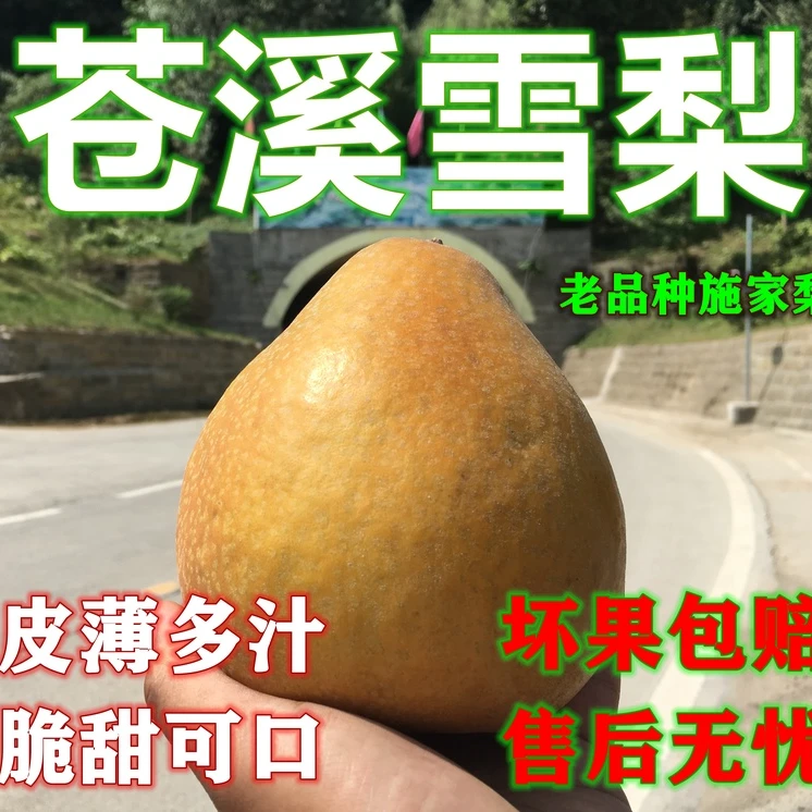 四川广元苍溪雪梨施家梨纯甜多汁无酸新鲜水果包邮