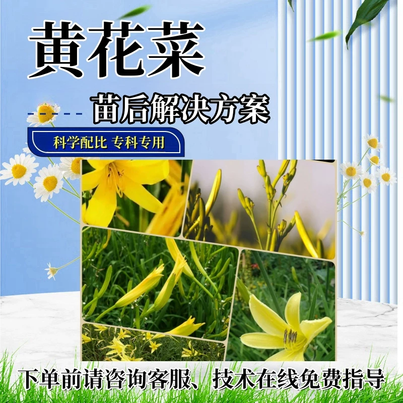 黄花菜苗后处理剂黄花菜专用苗后禾阔除灭烂根多元复配助剂合作社