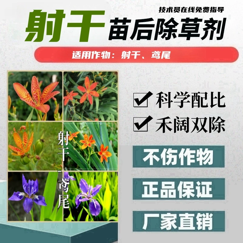 射干除草剂射干苗后专用除草剂鸢尾除草剂禾阔双除正品不伤苗厂家