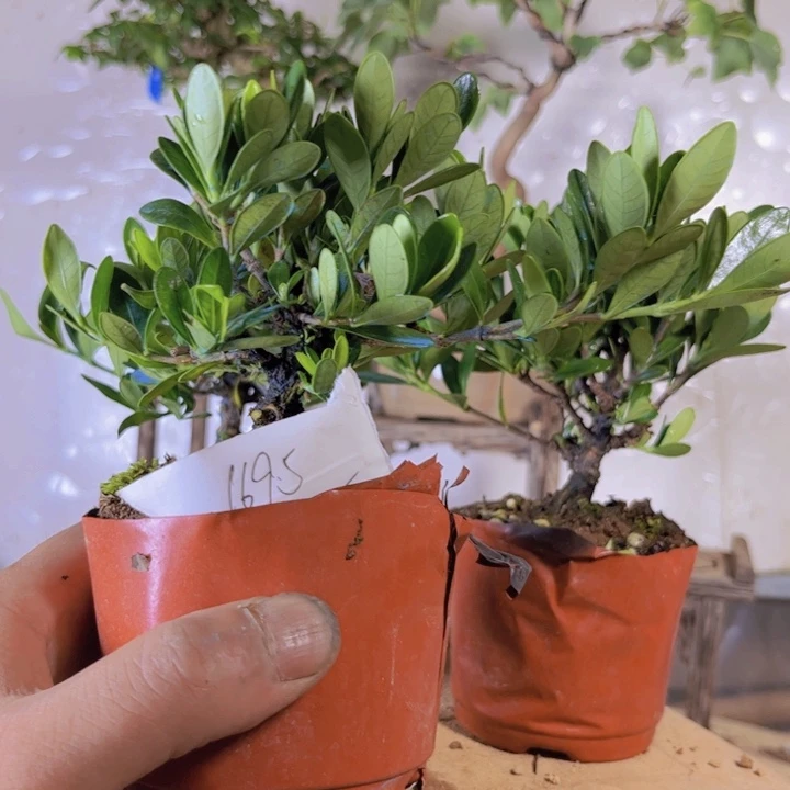 红陶20CM（含）-50CM（不含）О****↙