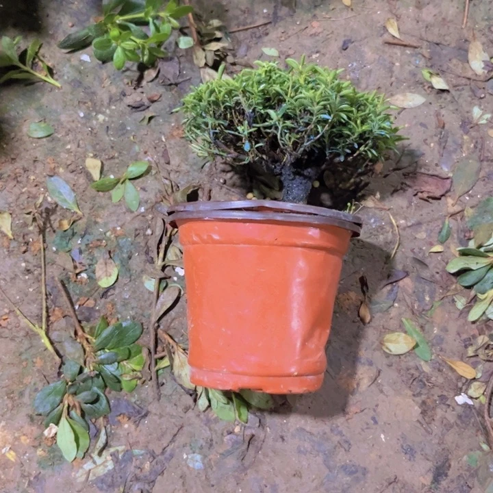 红陶20CM（含）-50CM（不含）意*