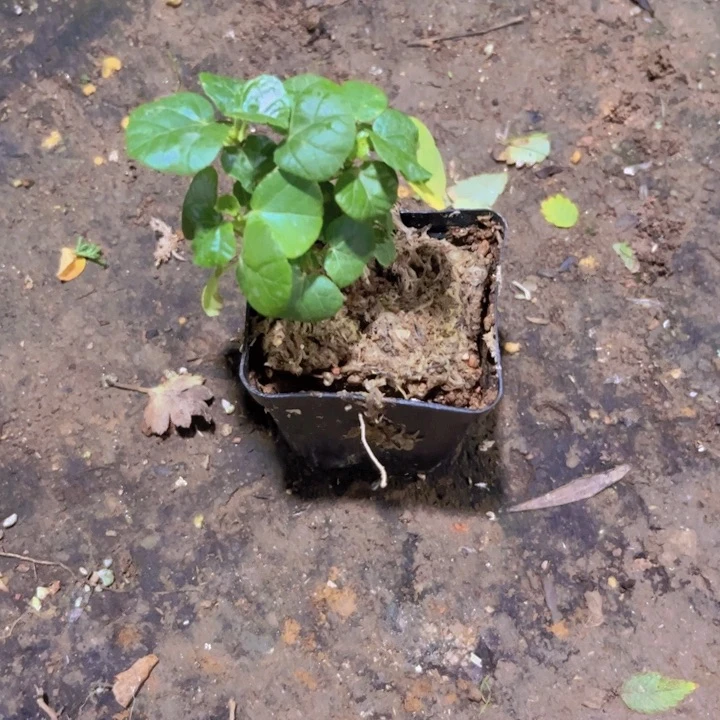 红陶20CM（含）-50CM（不含）用****8