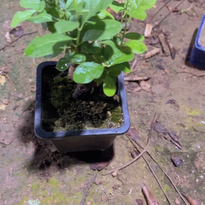 红陶20CM（含）-50CM（不含）清***酒