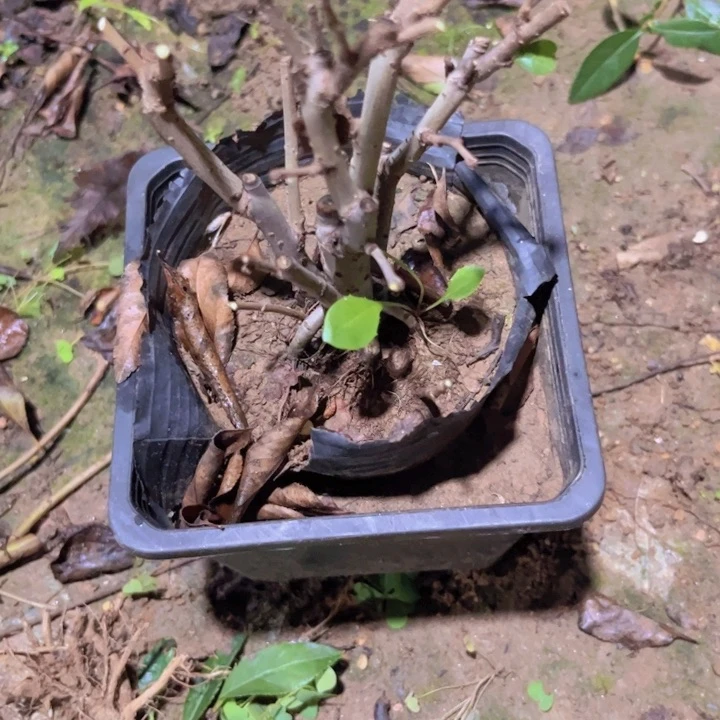 红陶20CM（含）-50CM（不含）西*