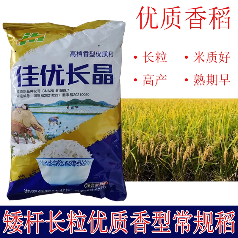 谷种 长粒香稻种子 佳优长晶原种 矮杆种子早熟 常规优质水稻晚稻