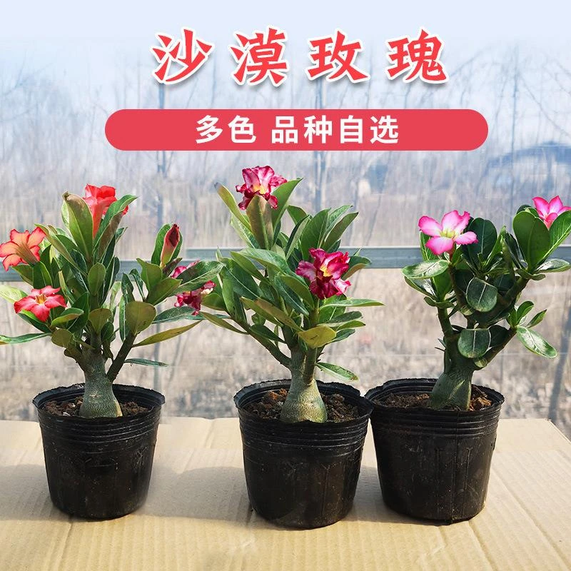 佛肚海棠重瓣沙漠玫瑰花苗批发绿植盆栽花卉老桩天宝花室内盆景