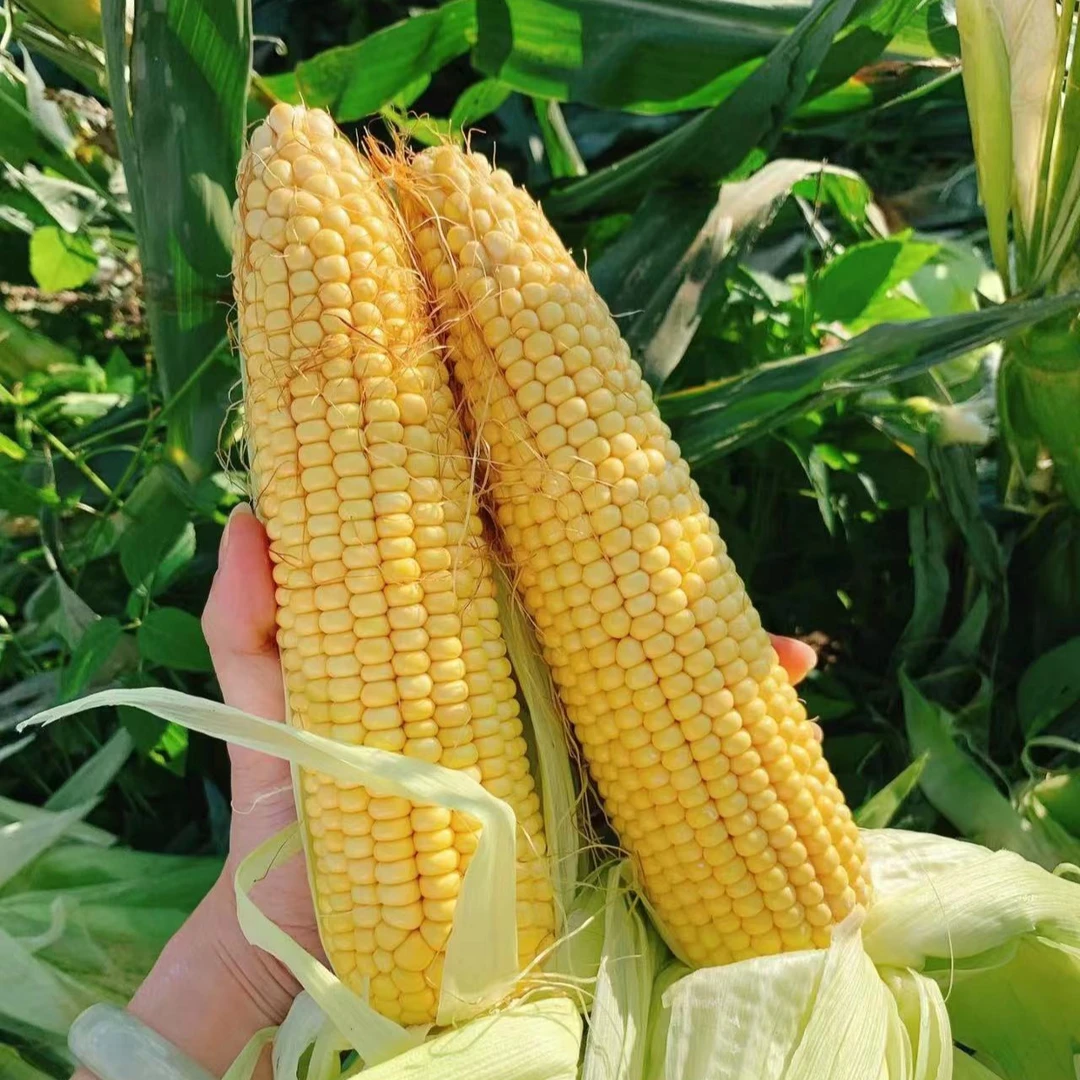 【原箱】【N】好吃的水果玉米（带箱子3斤左右）仅限太原六城区榆次可拍