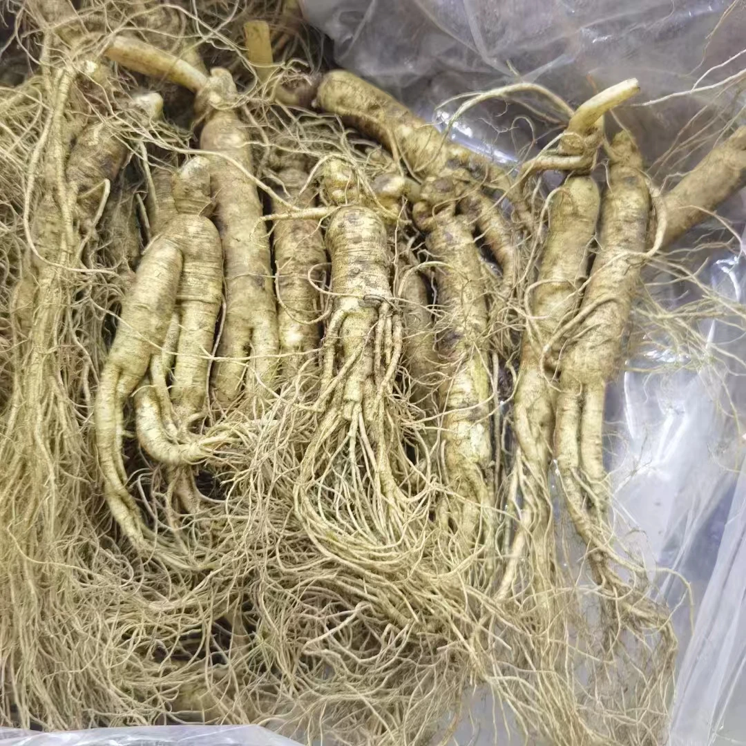 朱朱家长白山新挖鲜人参13-16头