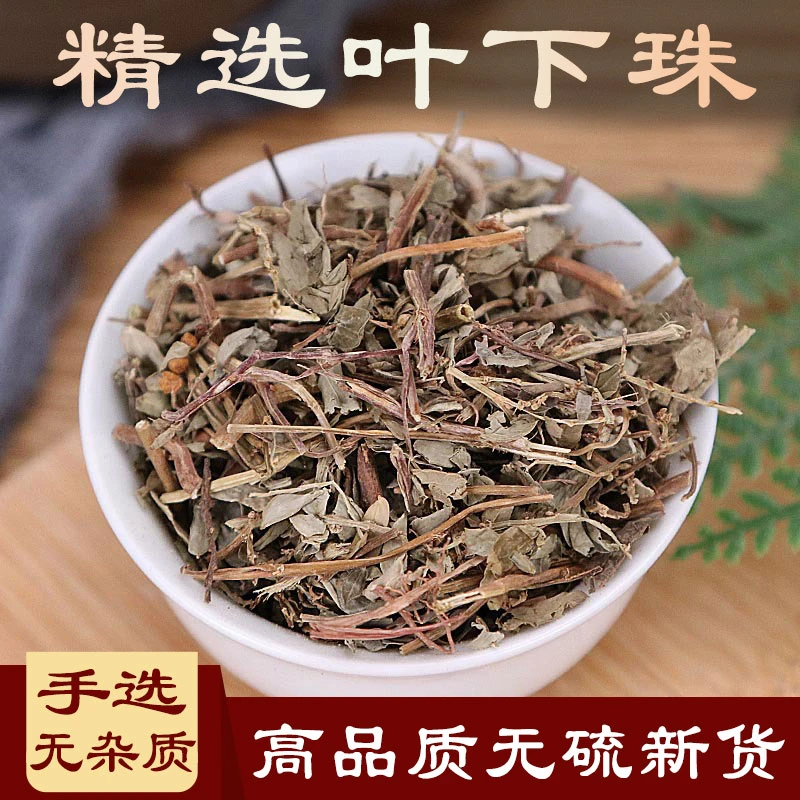 叶下珠精选新货珠仔草龙珠草 碧凉草珍珠草鱼鳞草250克-500克