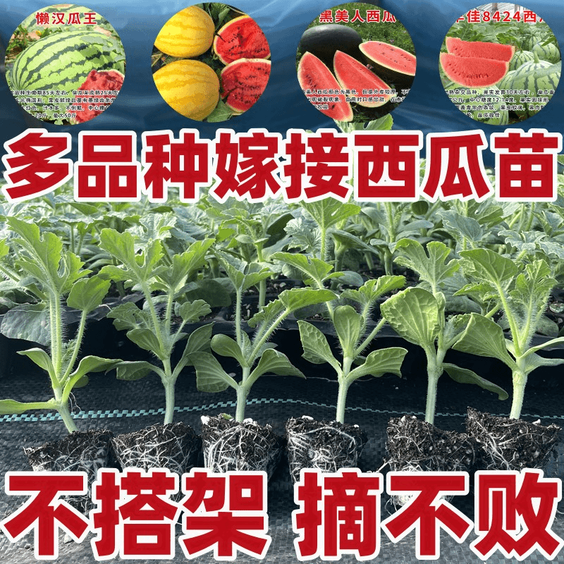 西瓜苗带土8424麒麟瓜秧苗易活夏季早熟南北方盆栽地栽种植水果苗