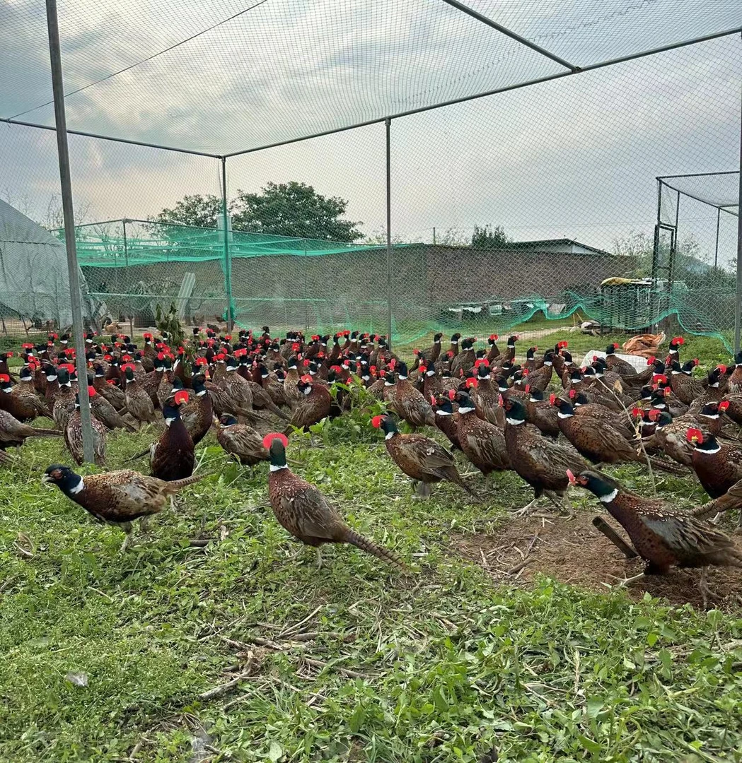 【1公2母到手3只】户外散养山鸡母鸡1斤半左右公鸡2斤半左右发货