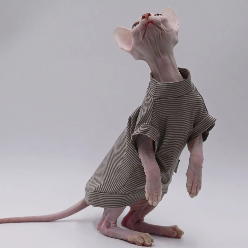 纯棉斯芬克斯猫衣服春夏薄款不起球德文,柯尼斯毛衣服无毛猫衣服