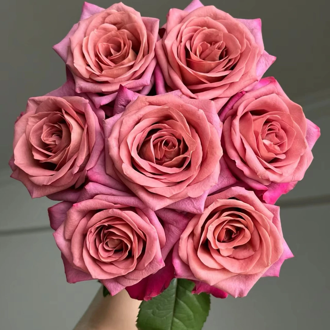 【小花农】调香师单头玫瑰 顺丰冷链 云南昆明基地直发新鲜优质鲜花