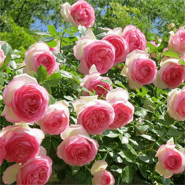 粉龙蒂娜等藤本月季庭院蔷薇玫瑰花苗爬藤植物四季开花养护种植