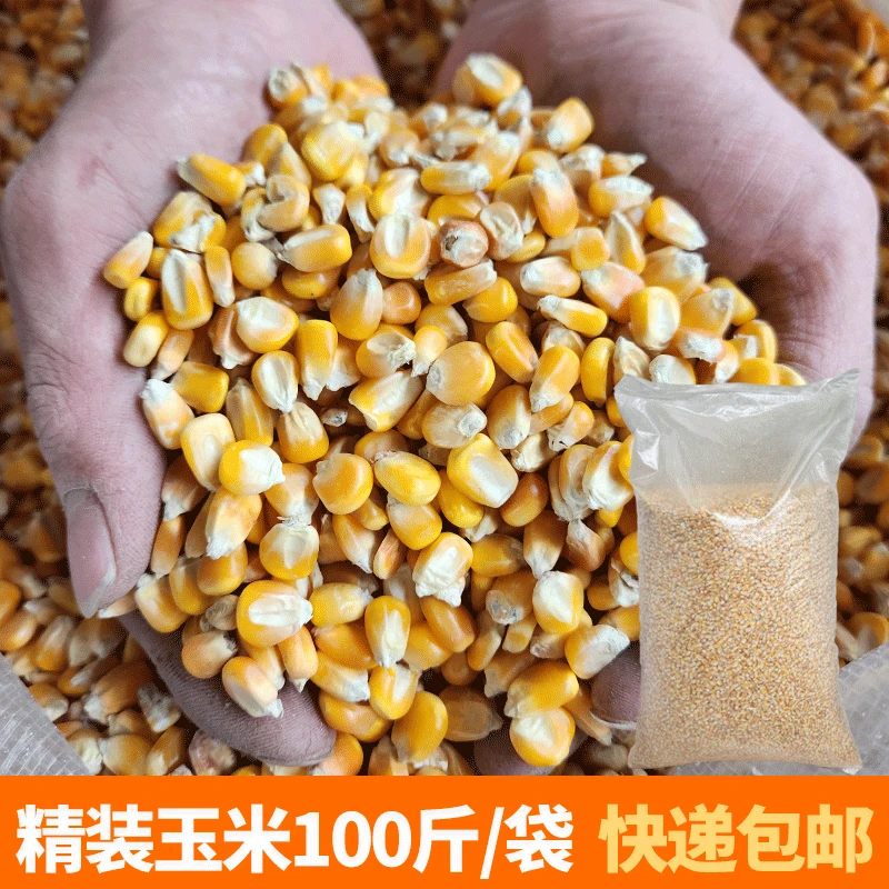 玉米粒养鸡饲料苞米碴子喂鸡鸭鹅家禽原粮破碎钓鱼专用打窝100斤