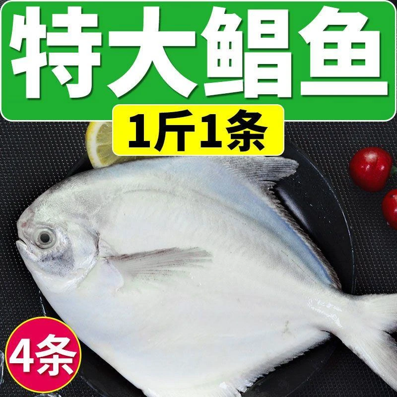 【精品】青岛金鲳鱼新鲜特大非银鲳鱼白鲳昌鱼平鱼海鲜水产冷冻