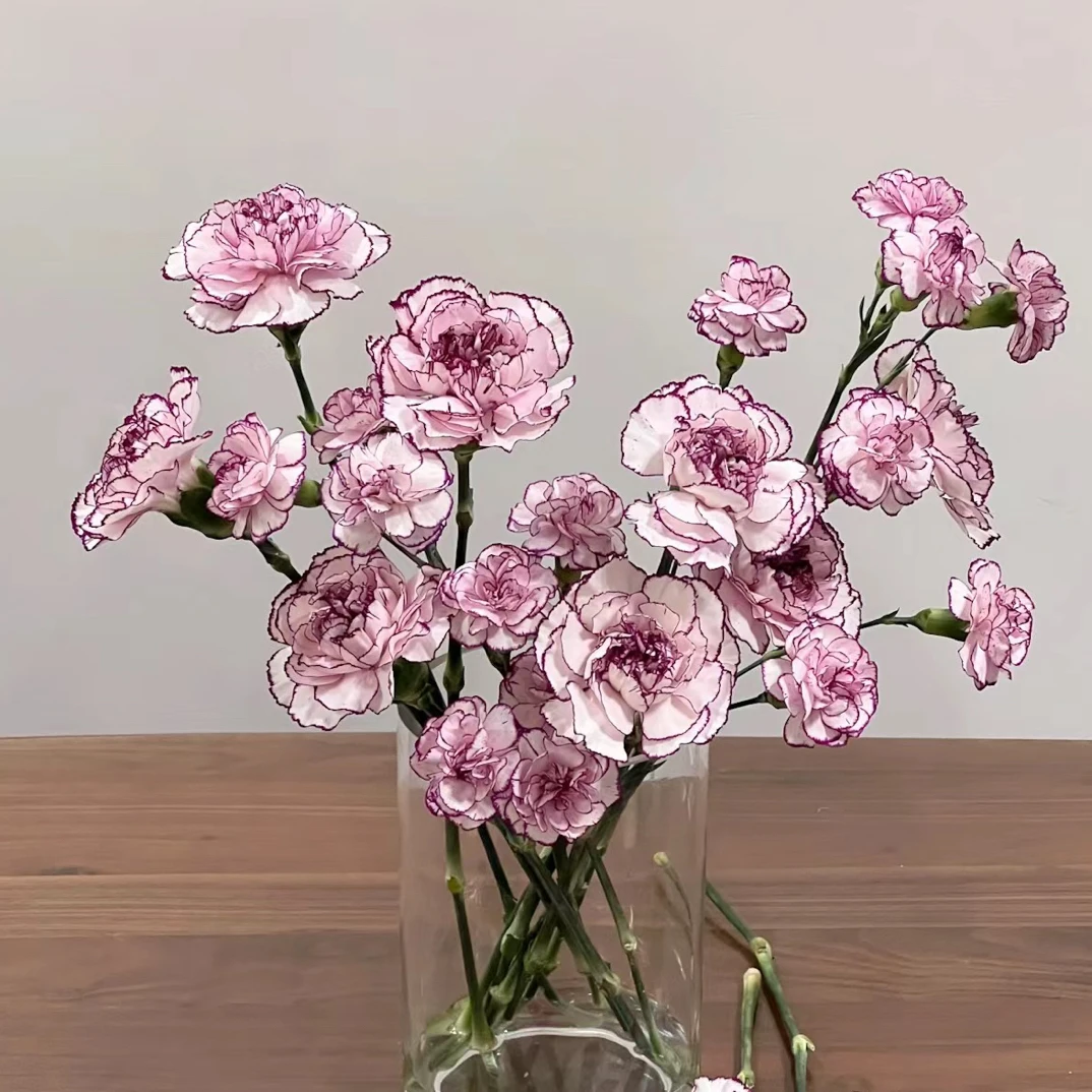 （全店3单发）紫精灵康乃馨20枝（有米花2）