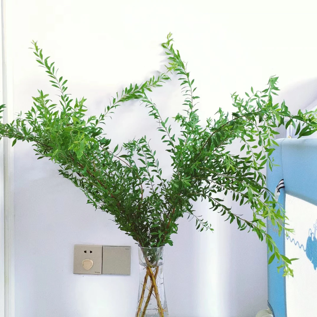 （全店3单发）雪柳叶鲜花一扎《有米花2》