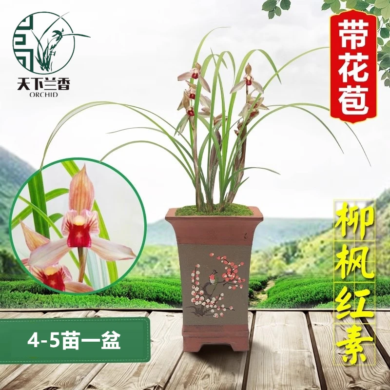 春剑柳枫红素4/5苗一盆（带花苞）