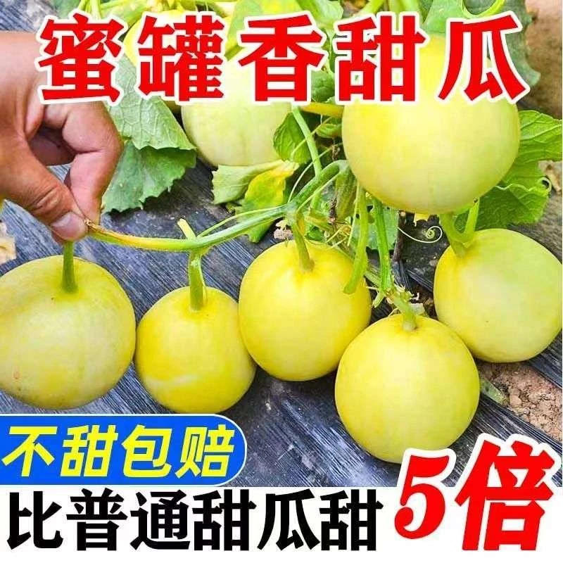 头茬景甜五号小蜜罐甜瓜拍一发五斤