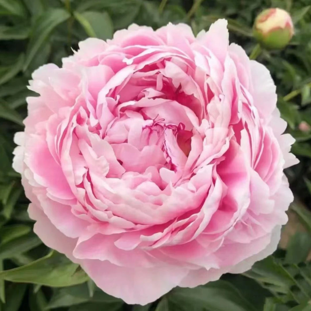 【莎拉】裸根重瓣芍药庭院阳台地栽盆栽耐寒观赏草本春季开花