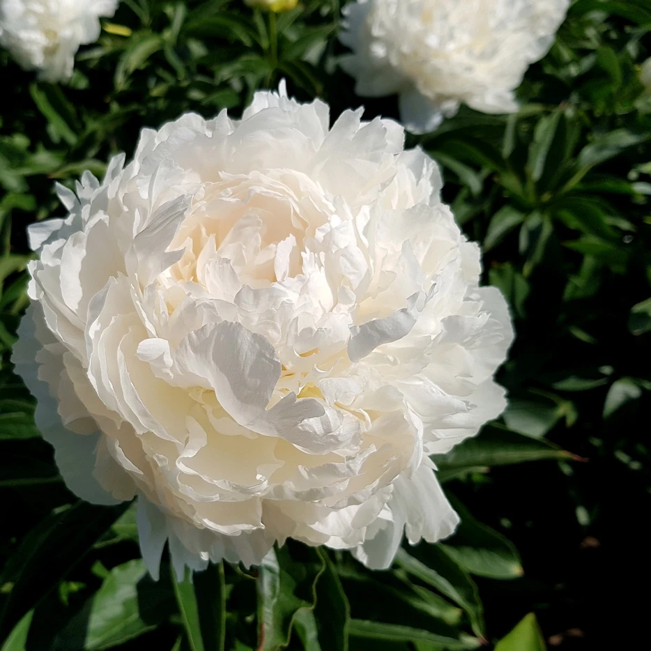 【北京彼由尼奶油碗】重瓣芍药基地直发高品质鲜切花生活鲜花