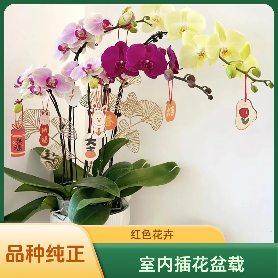大花高贵大气蝴蝶兰.室内.客厅.走廊.养植.蝴蝶兰盆栽兰花带花苞。