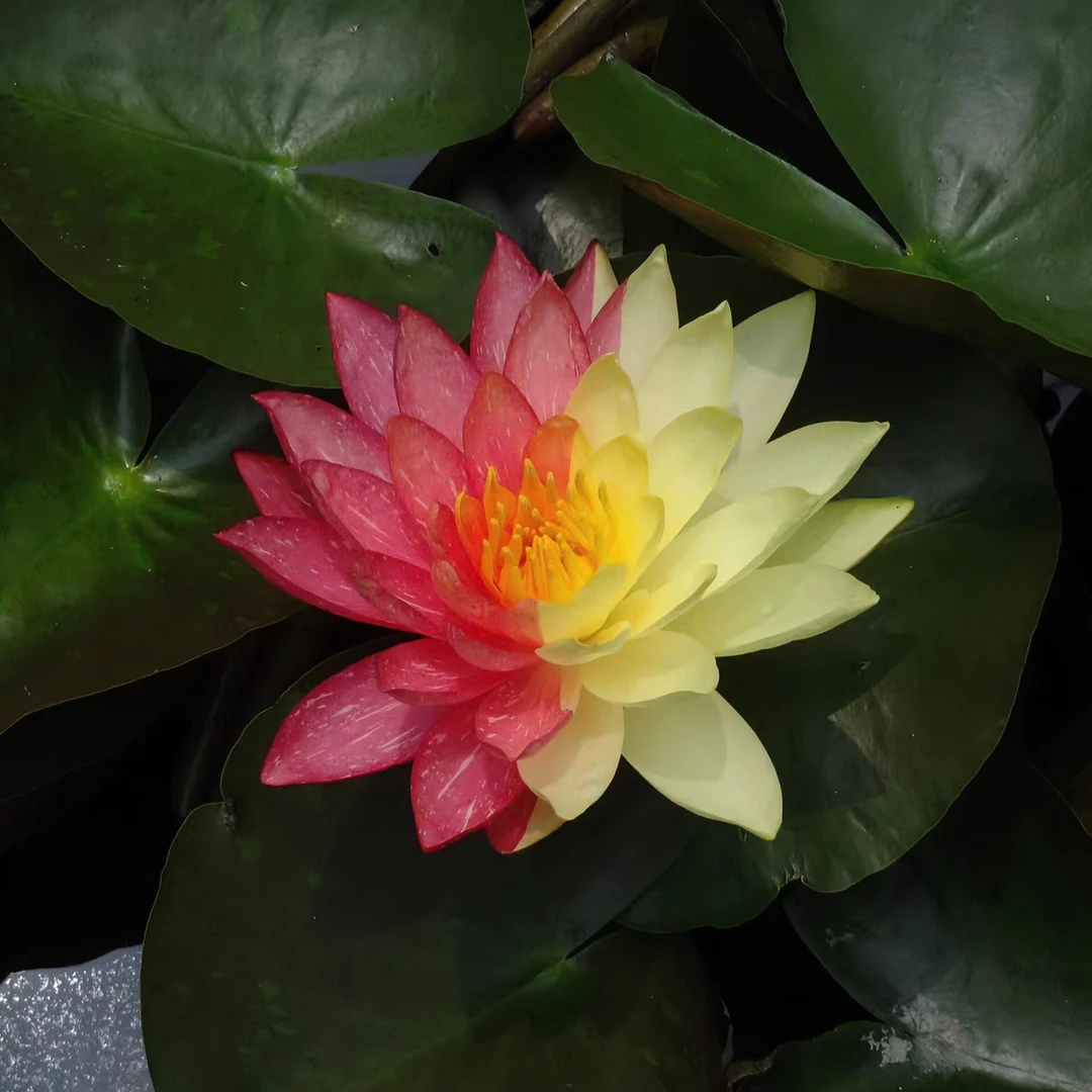 睡莲根块带花苞四季盆栽水培植物小型浇水耐寒花型种植混合热带