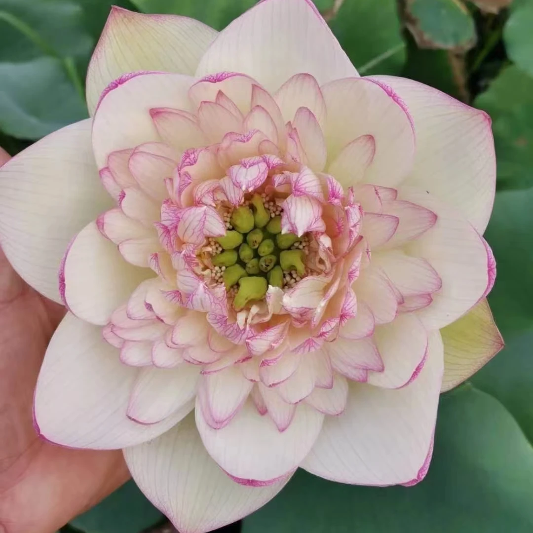 大型观赏型荷花.庭院造景盆栽池栽水培植物精选开花对版.基地发货