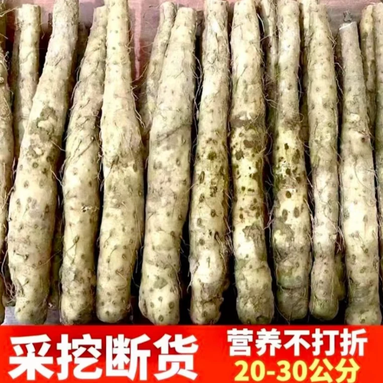 现挖正宗焦作温县垆土铁棍怀山山药段新鲜农家粉糯香甜软糯铁棍